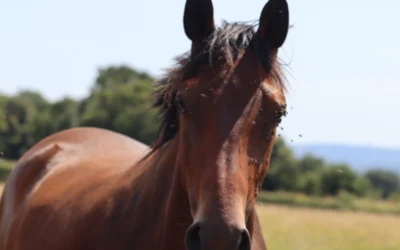 Recent Screwworm Cases: What Horse and Livestock Owners Should Know