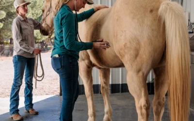 Health Certificates for Horses: Interstate Travel Guide