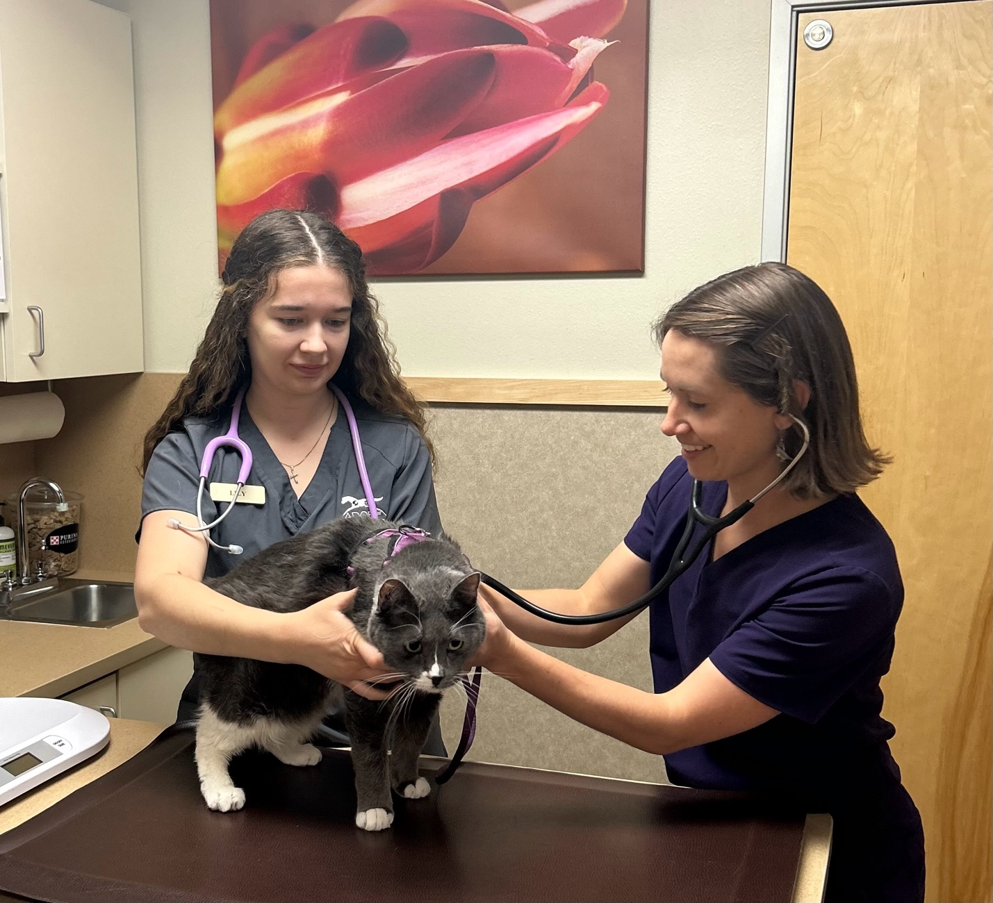 Veterinarian examining a cat during a wellness visit at Adobe Veterinary Center.