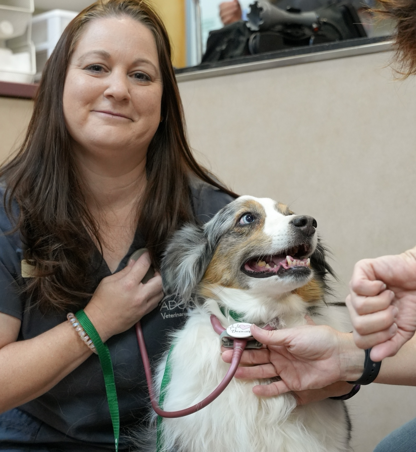 Veterinarian performing a wellness examination on a dog before administering recommended vaccinations.