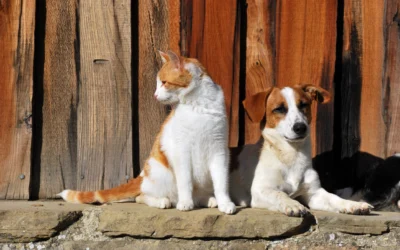 Rabies Vaccine for Dogs and Cats: What Tucson Pet Owners Need to Know
