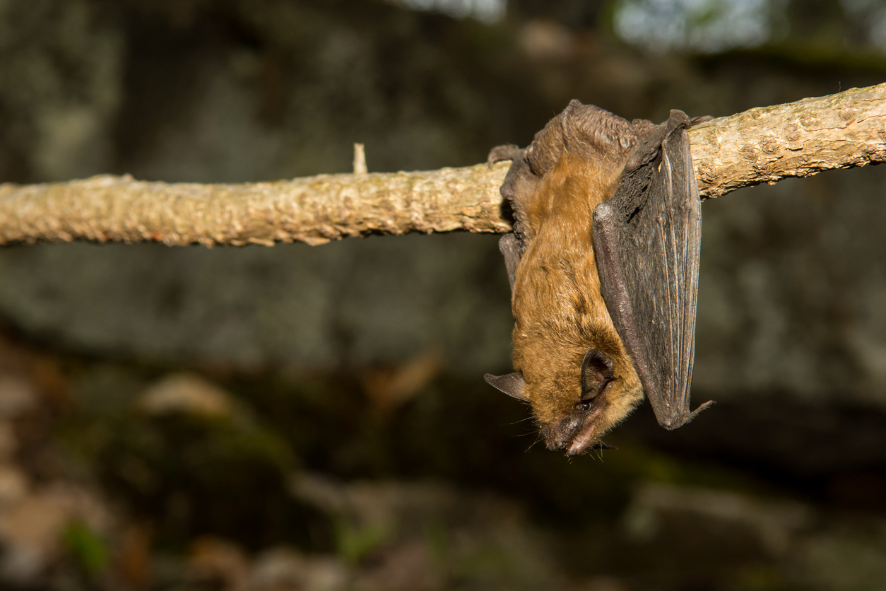 Bat roosting beneath a desert rock overhang, representing Arizona's primary wildlife carrier of rabies.