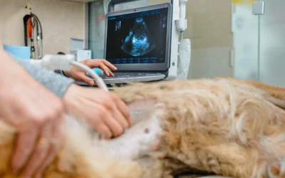 Ultrasound for Dogs and Cats: What It Can Tell Us About Your Pet’s Health