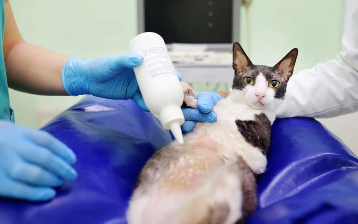 Cat receiving an ultrasound examination at a veterinary clinic