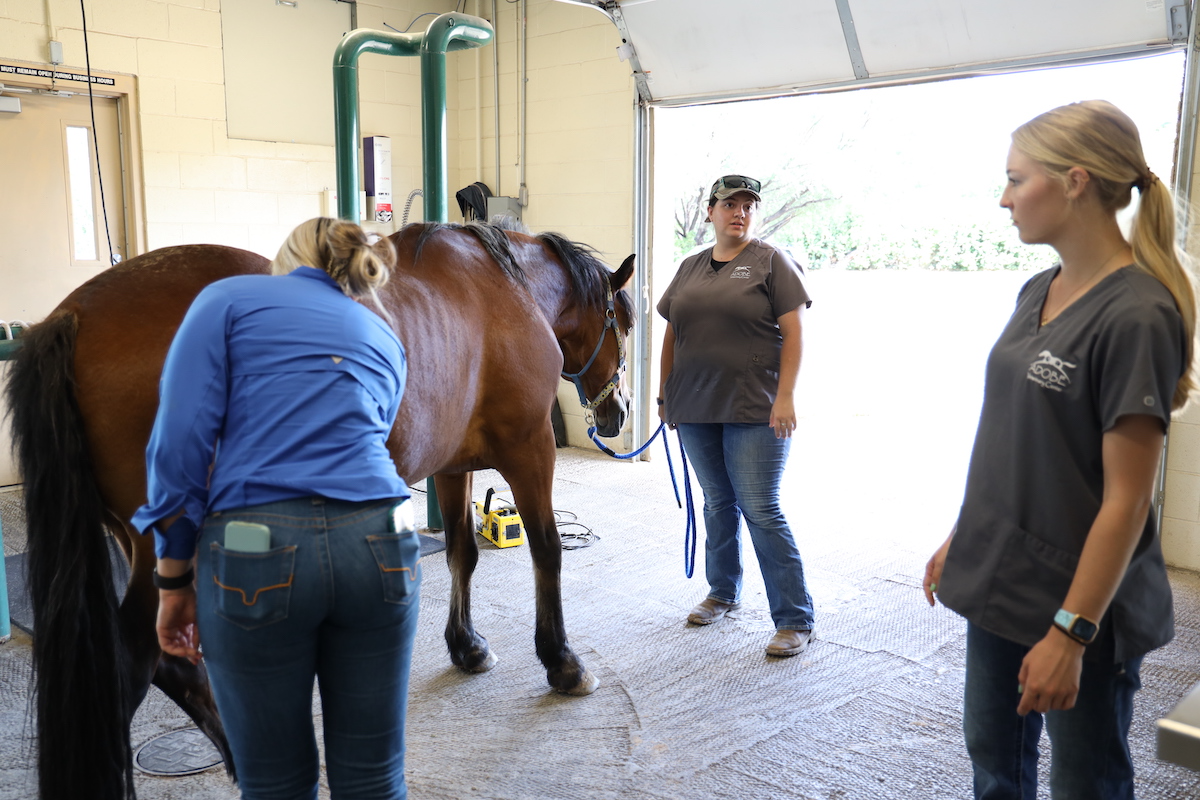 Veterinary team examining a standing horse during a diagnostic procedure.