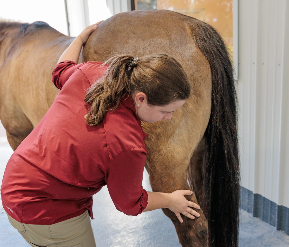 Veterinarian examining a horse’s hind leg.