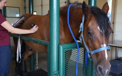 Ultrasound for Horses: What It Can Tell Us About Your Horse’s Health
