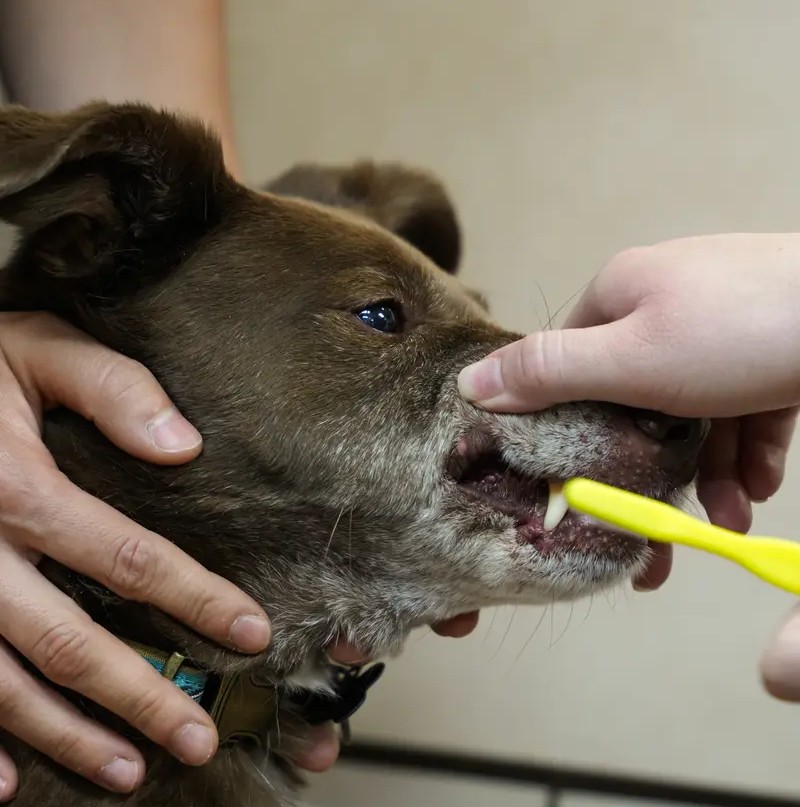 Close-up of a brown dog getting its teeth brushed with a yellow toothbrush.