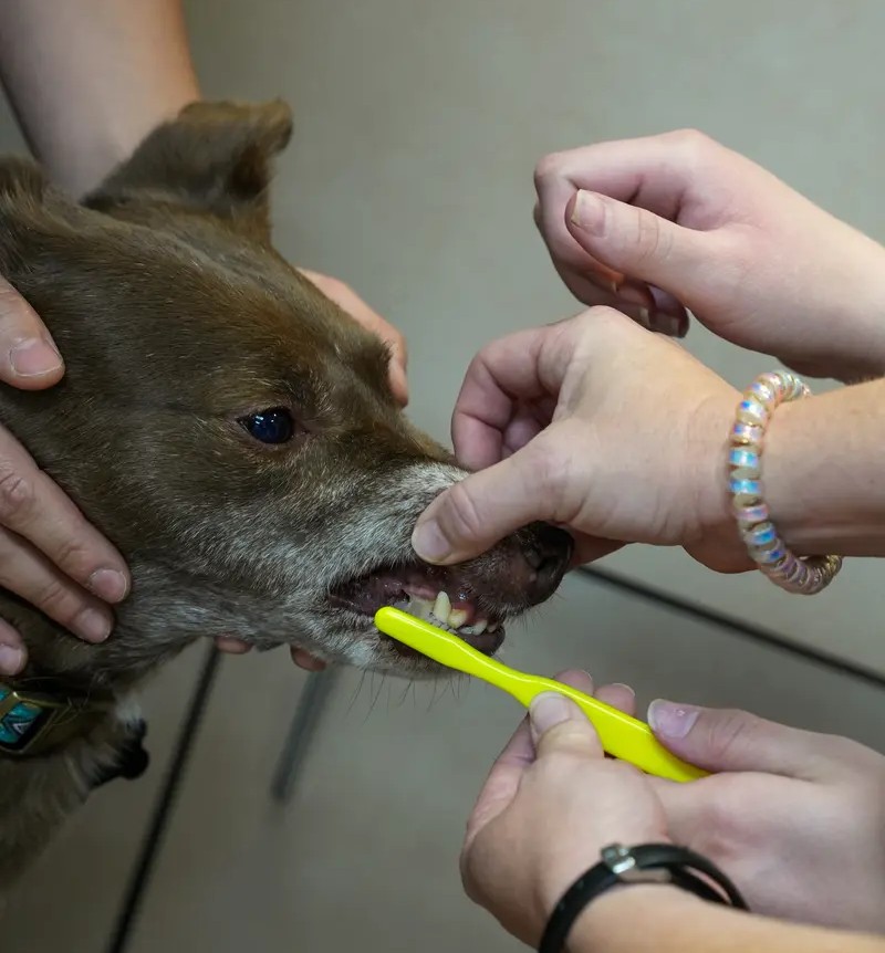 Dog getting teeth brushed with yellow toothbrush by groomer or vet.