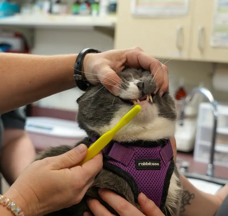 Close up of veterinarian brushing a gray and white cat's teeth with a yellow toothbrush.
