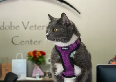 Gray and white cat wearing a purple harness sits at the reception desk of Adobe Veterinary Center.