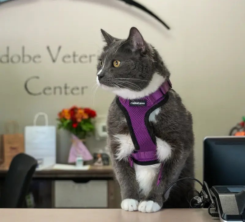 Small Animal Center