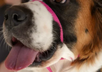 Close-up of a happy Saint Bernard dog with its pink leash and collar, panting with its tongue out, a person is blurred in the background.