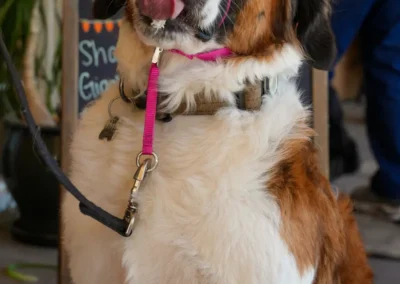 Saint Bernard dog with tongue sticking out, wearing a pink harness and leash.