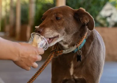 Brown dog enjoys a treat from a clear cup held by a person's hand.