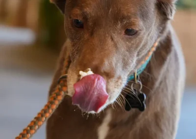 Brown dog with white treat on nose licking its tongue