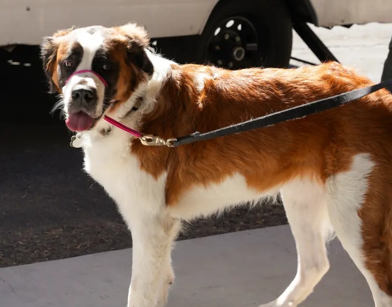 A saint bernard dog on a leash