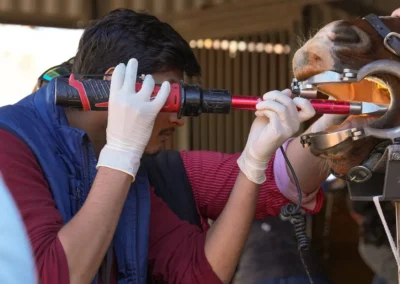Veterinarian using power dental float on horse's teeth during equine dental exam.