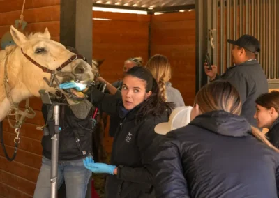Veterinarian examining horse's teeth using speculum and dental tools during procedure in stable.