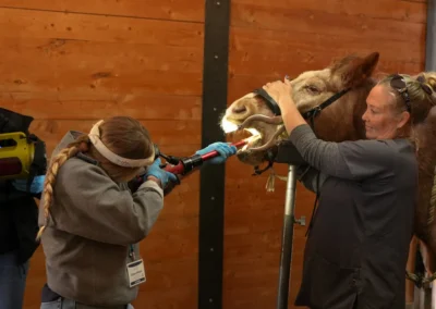 Veterinarians perform dental work on a camel, using specialized equipment to examine and treat its teeth.