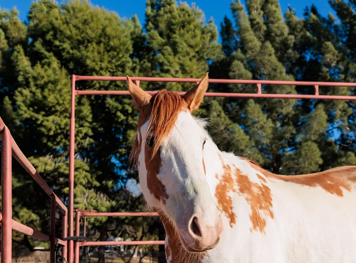 Equine Center