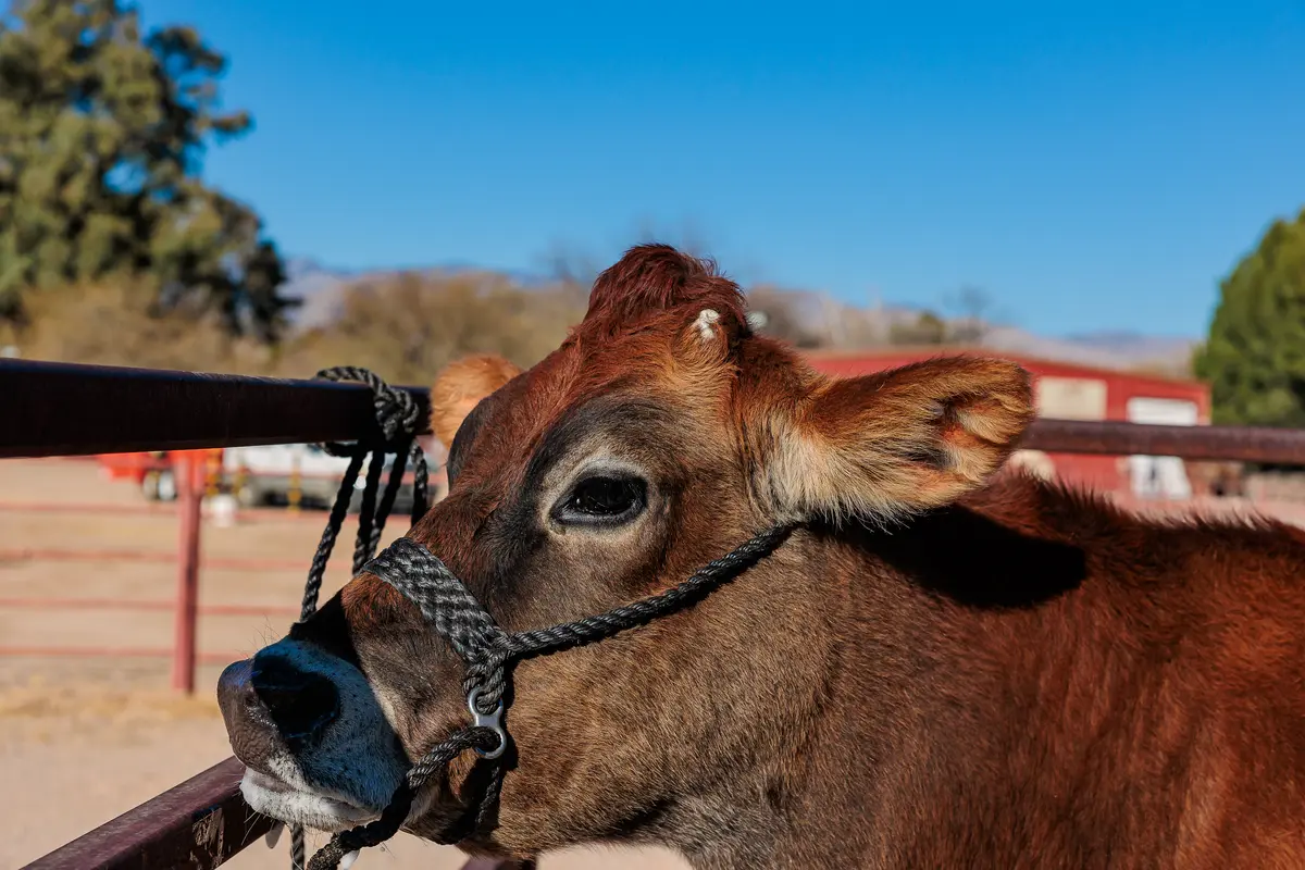 Close-up of a young brown Jersey cow with a black halter, looking left.