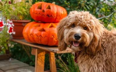 Halloween Pet Safety: 6 Tips to Protect Dogs and Cats