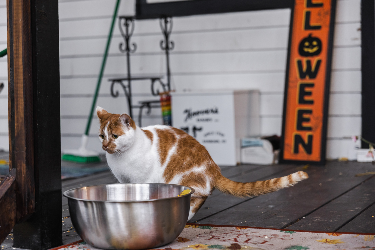Cat near Halloween decorations and bowl, highlighting potential Halloween hazards for pets.