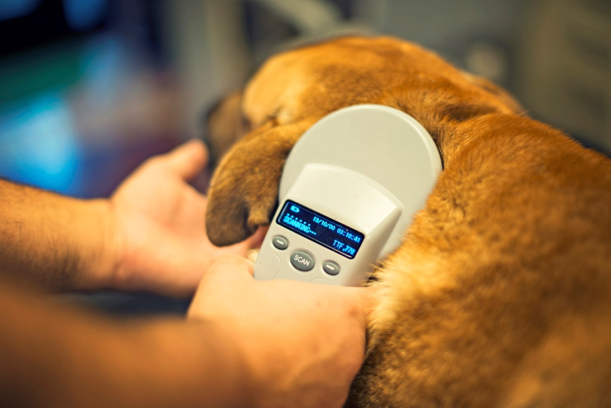 Scanning a dog for microchip identification.