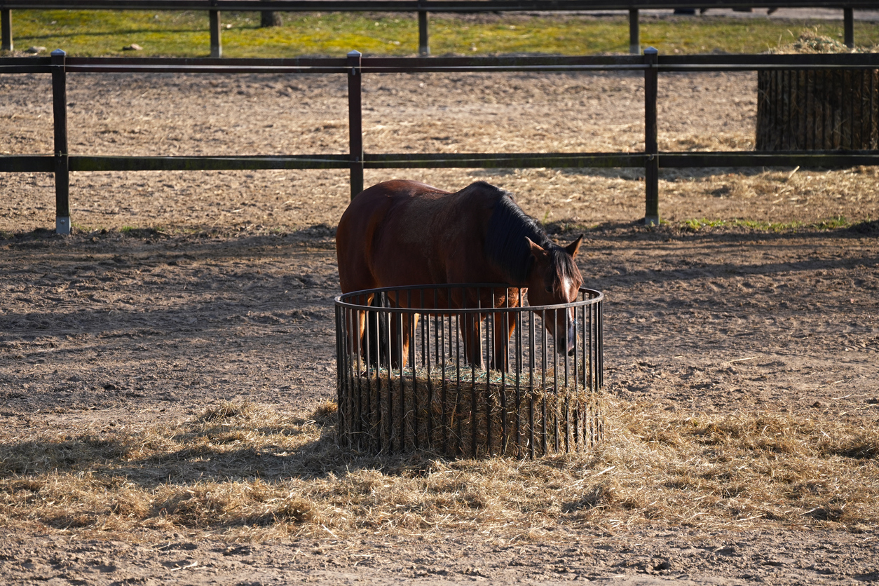 Horse eating hay from a feeder in a sandy paddock with loose hay scattered on the ground.