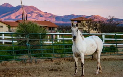 Sand Colic in Horses: Prevention and Warning Signs for Arizona Horses