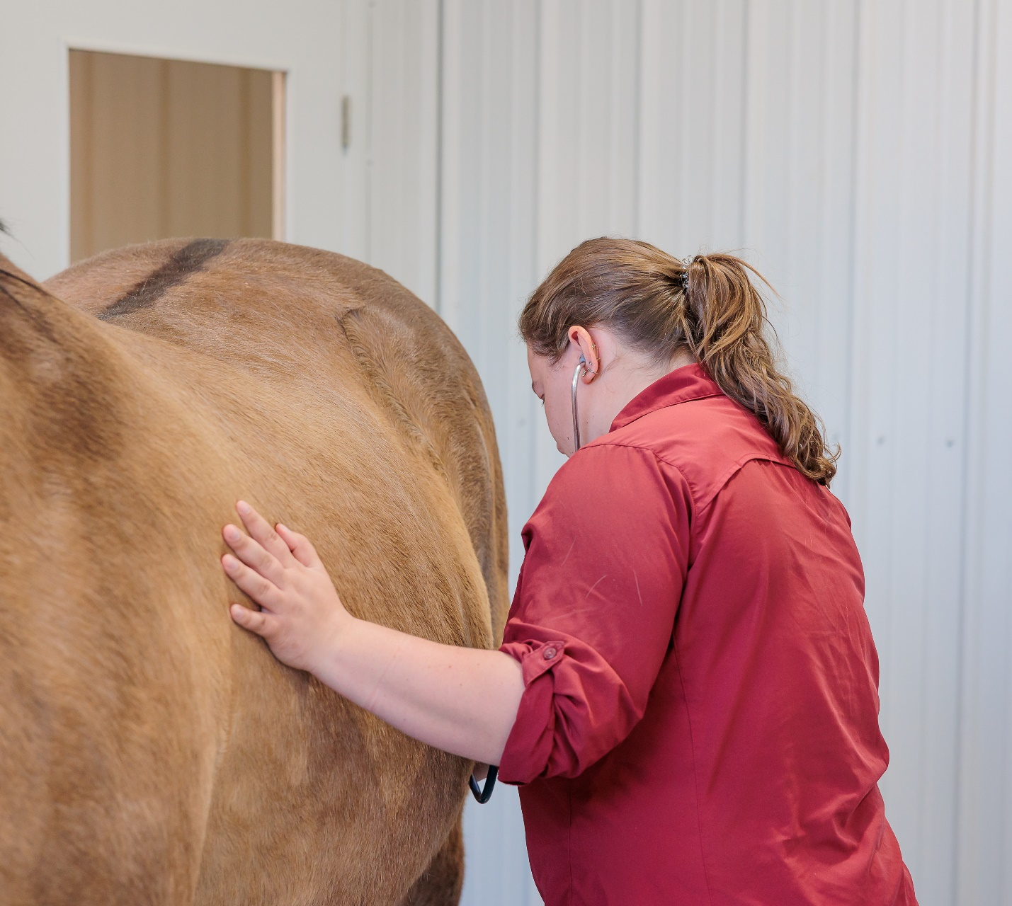 Adobe Veterinary Center equine team member listening to a horse's abdomen with a stethoscope.