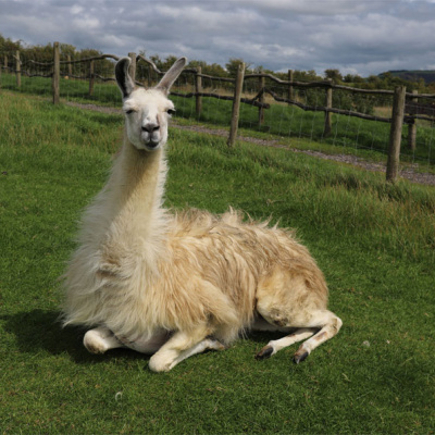 livestock-alpaca-and-llama-valley-fever-care-strip9