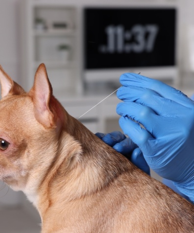 Veterinary,Holding,Acupuncture,Needle,Near,Dog's,Neck,In,Clinic,,Closeup.