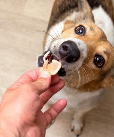 Dehydrated,Carrots,For,Dietary,Nutrition,Of,Dogs.,Dog,Gets,A