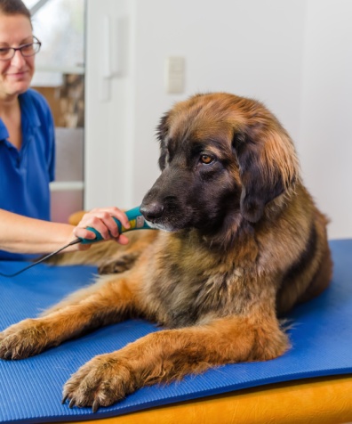 Woman,Works,At,A,Leonberger,Dog,In,An,Animal,Physiotherapy